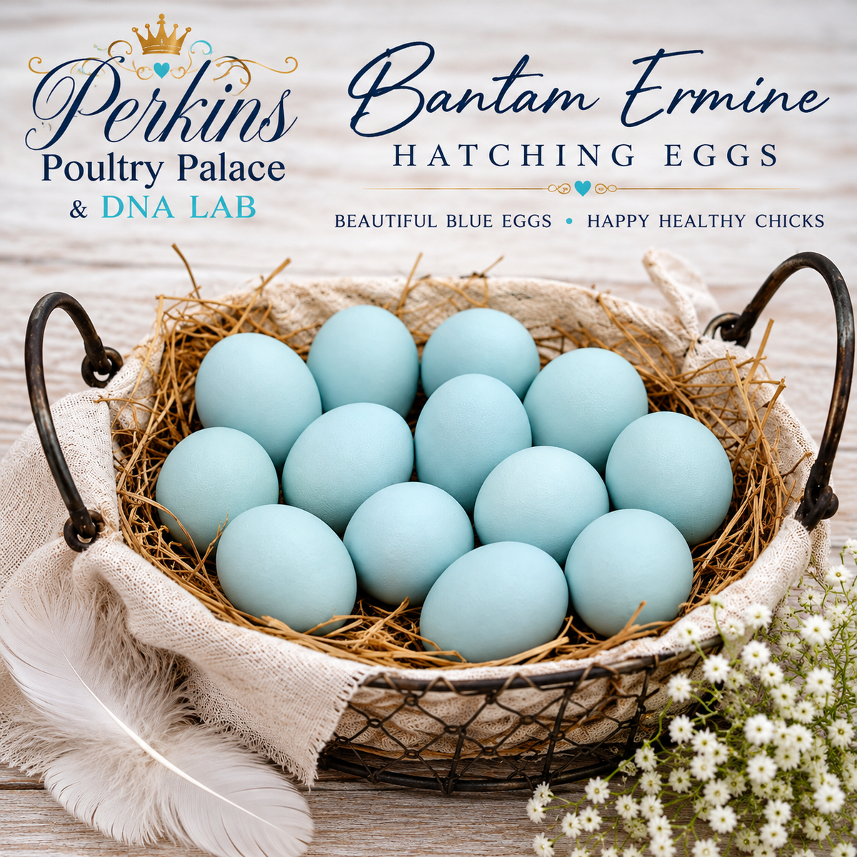 Bantam Ermine Ameraucana Hatching Eggs