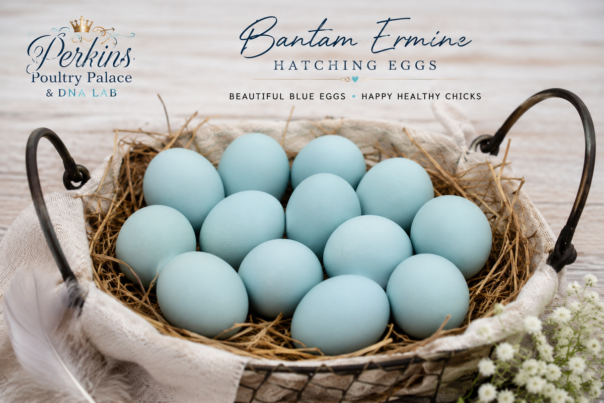 Bantam Ermine Hatching Eggs
