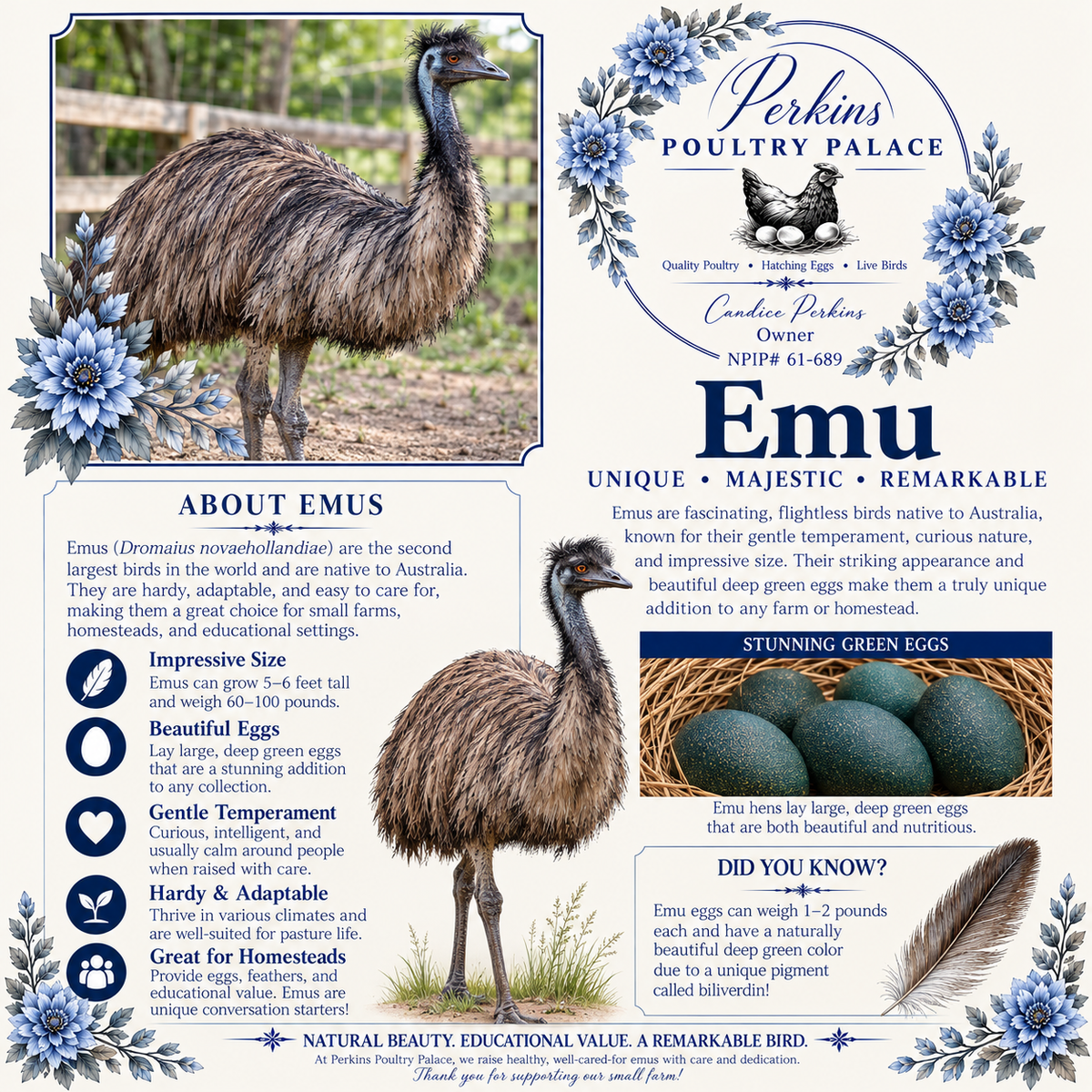 Emu Hatching Eggs