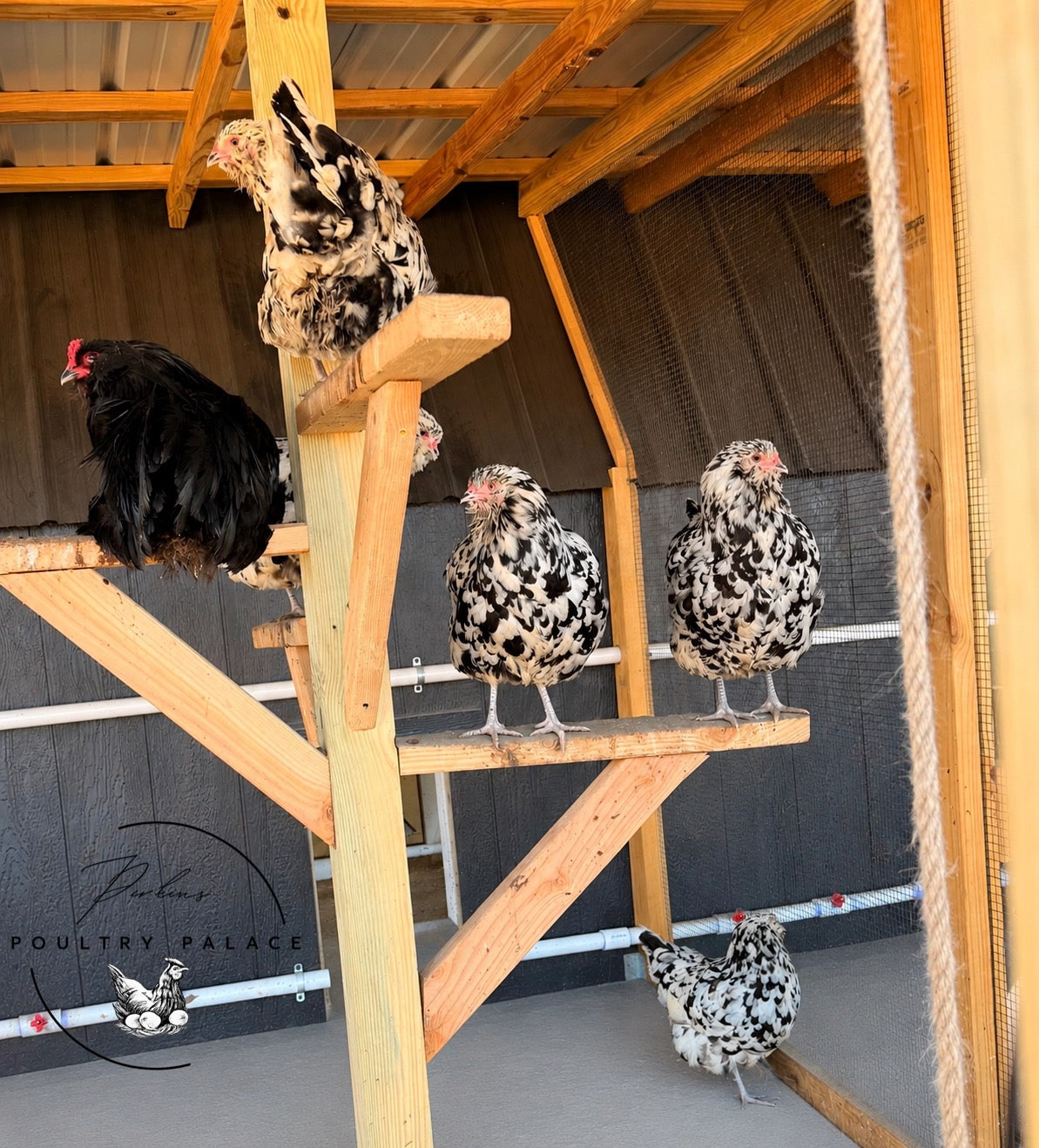 Adult Birds