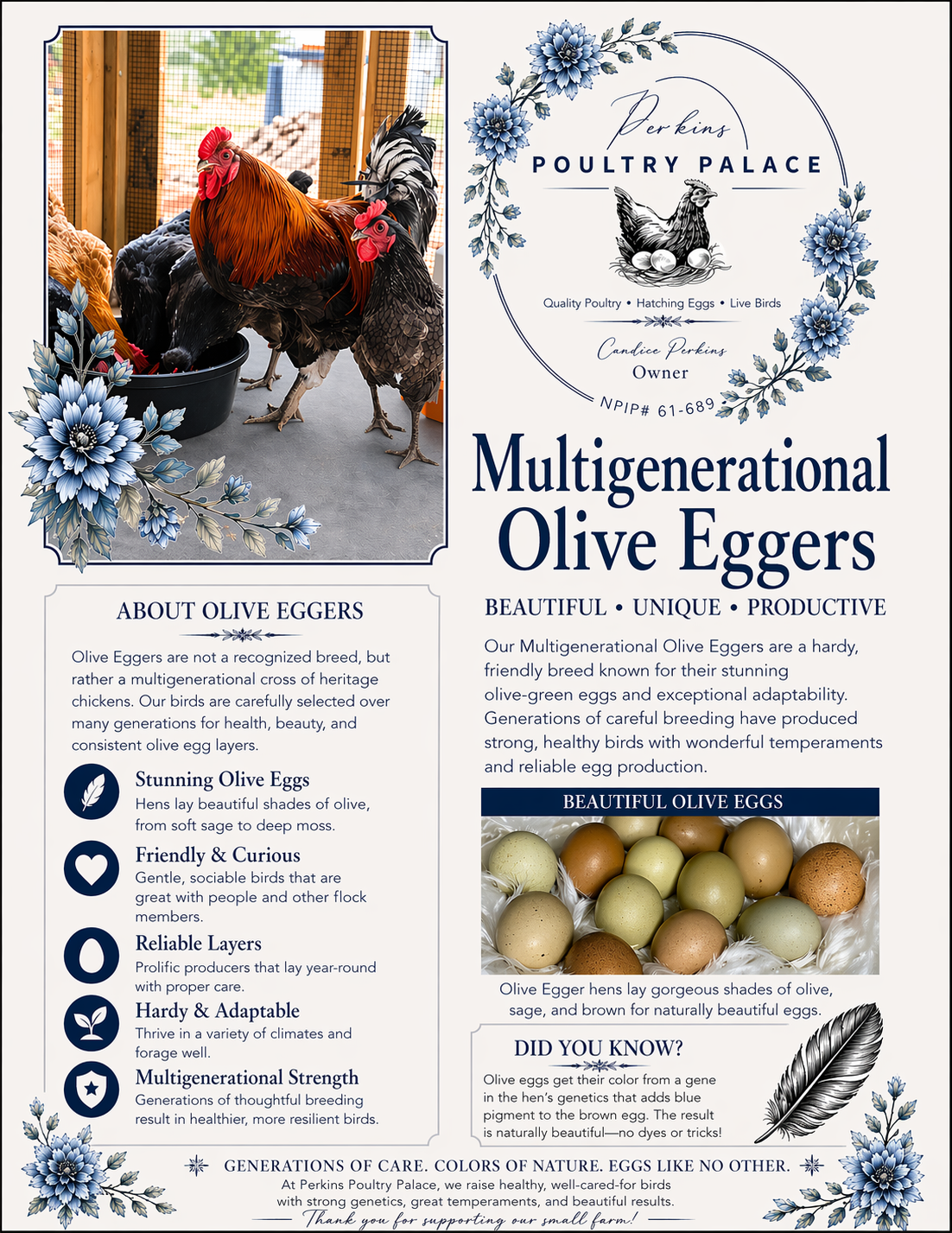 Olive Egger Hatching Eggs