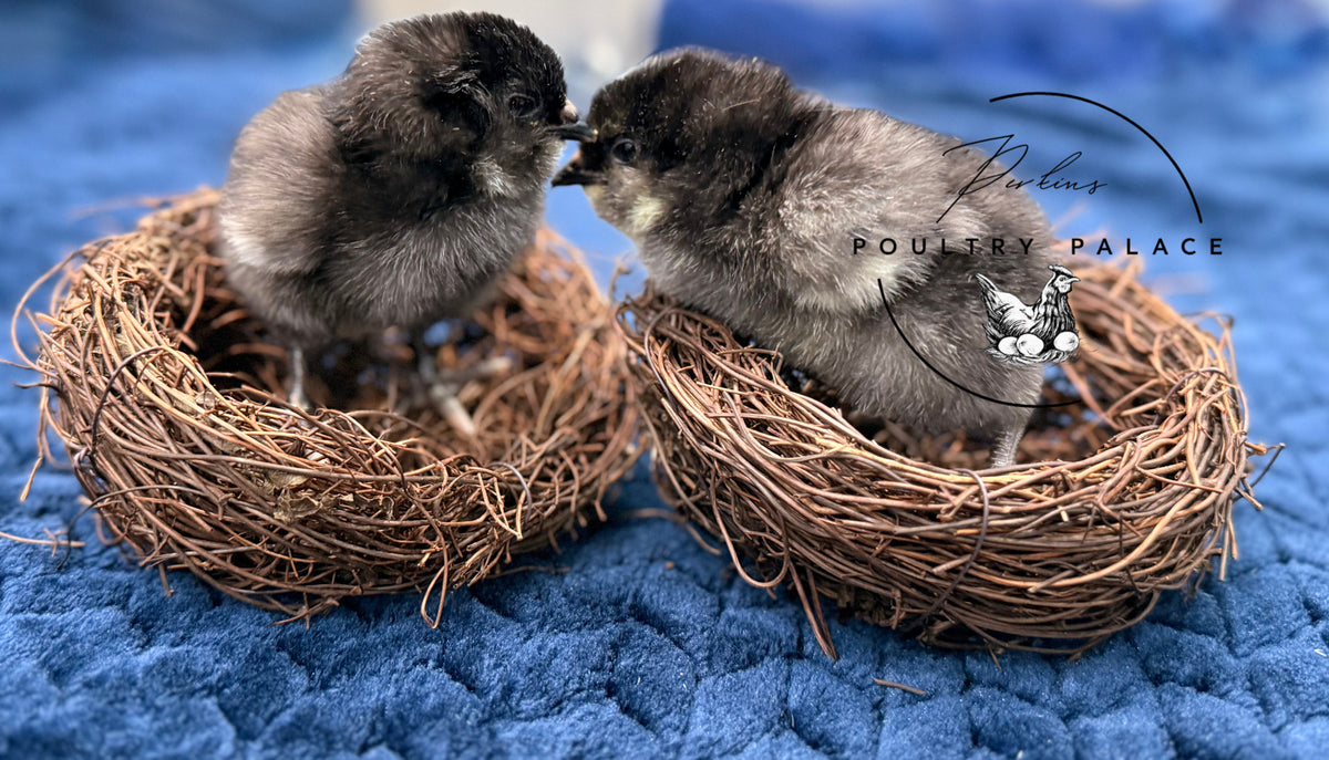 Black LF Chicks