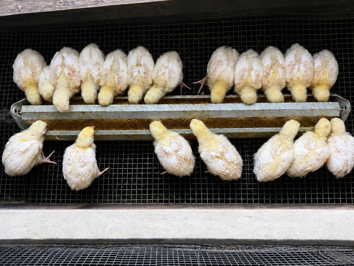 Processed Cornish Cross Chickens