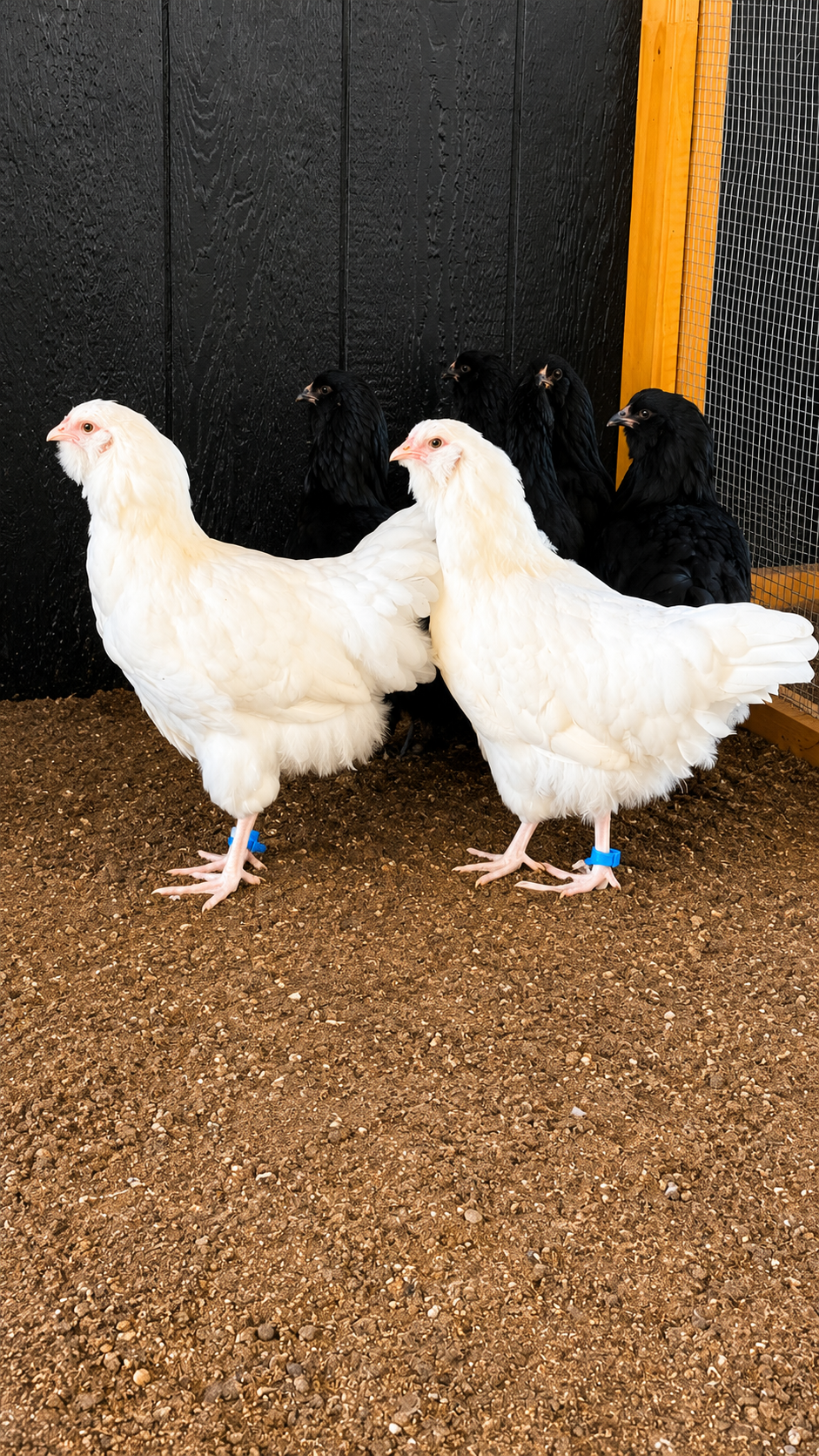 Dominant White LF Chicks