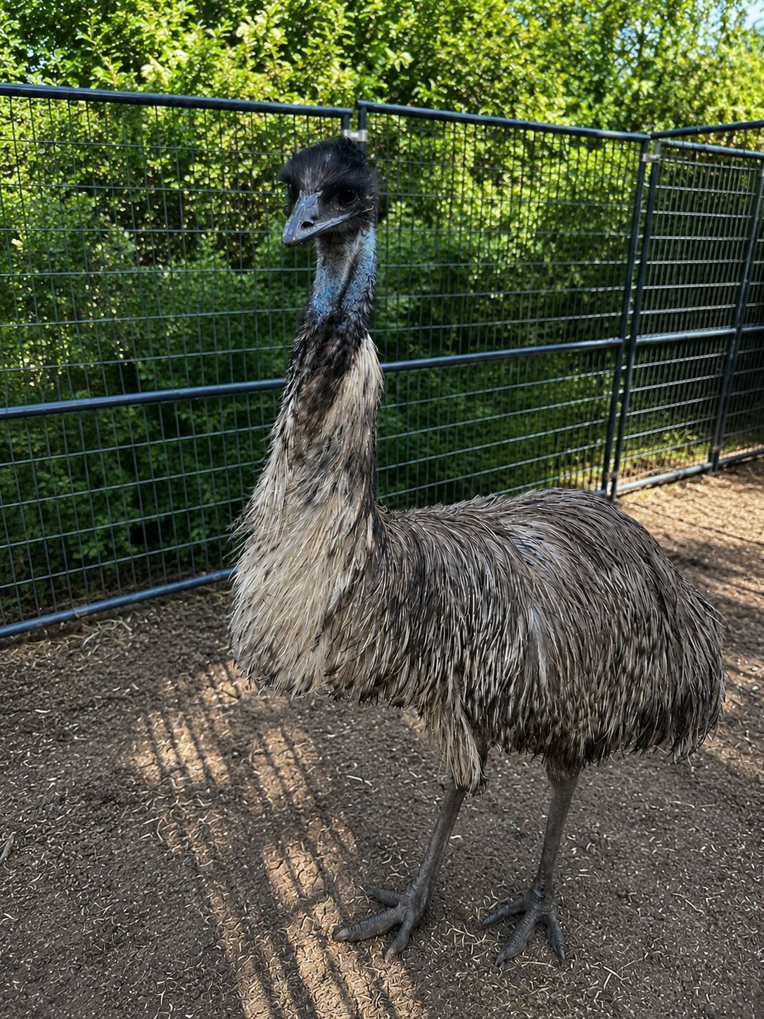 Emu Chicks