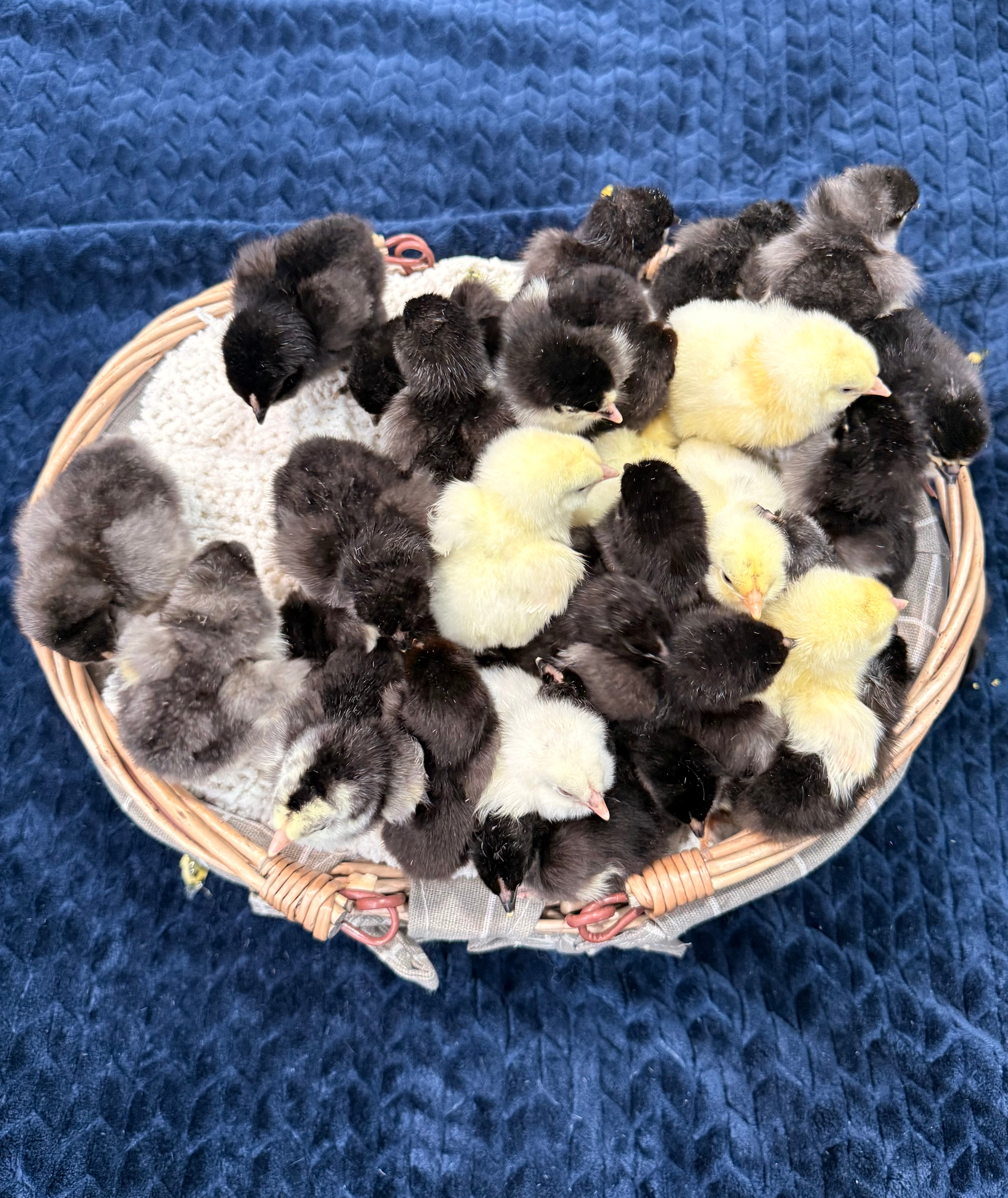 Oliver Egger Chicks