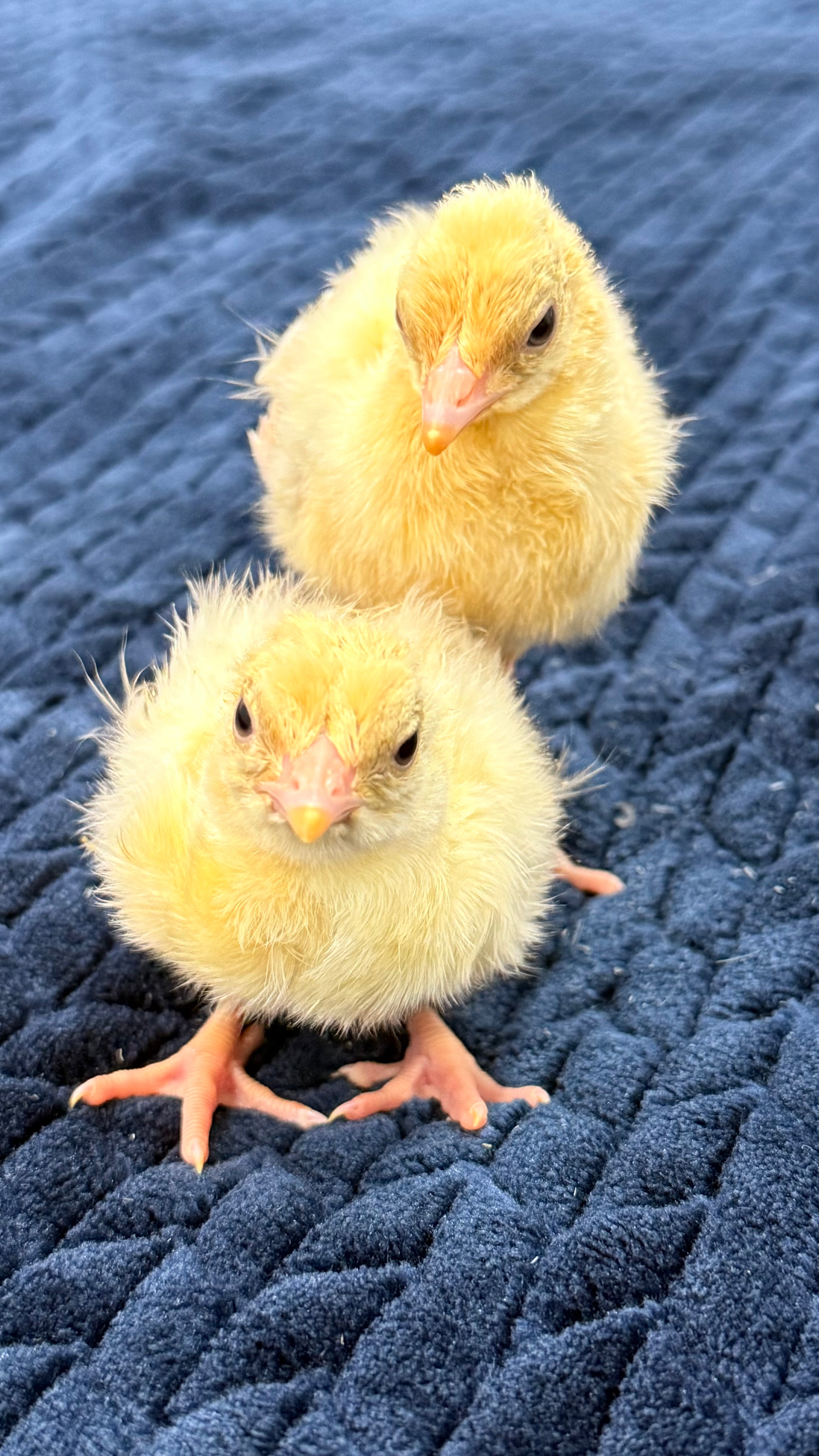 India Blue Black Shoulder Peachicks