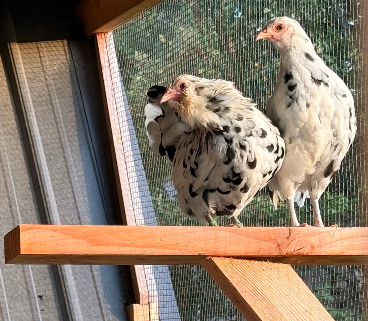 Bantam Ermine Chicks