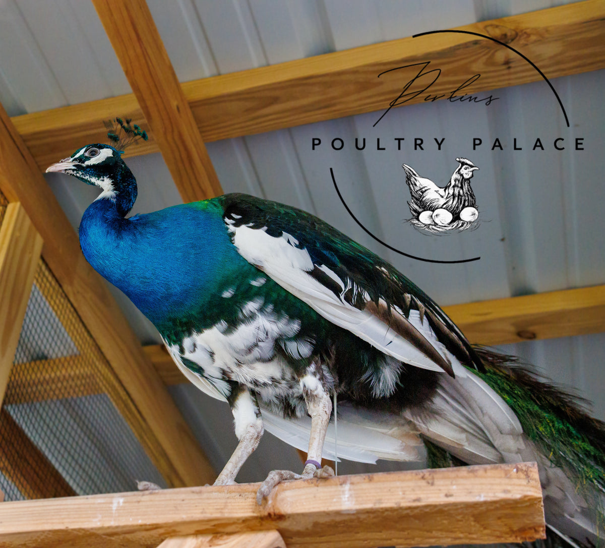 Peafowl Hatching Eggs