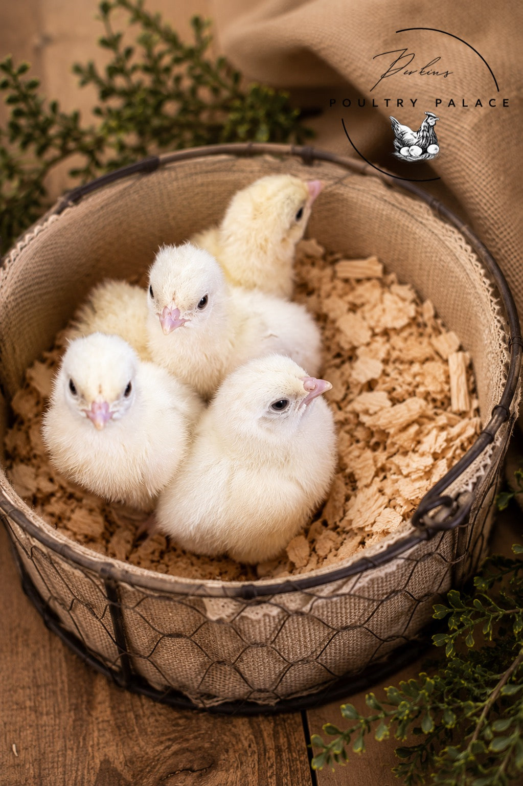 Royal Palm Poults